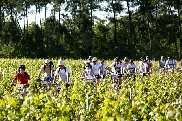 VTT dans les vignes